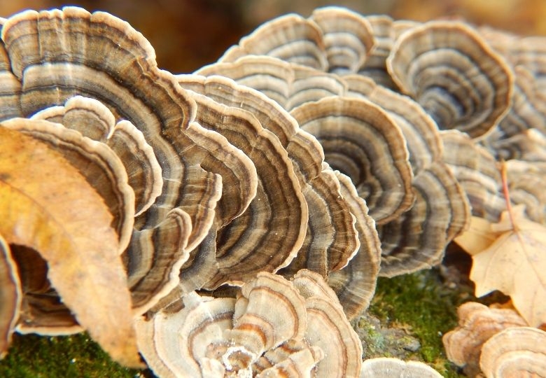 Promises of Turkey Tail Mushroom – The Medicinal Mushroom Series